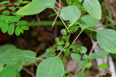 Acalypha mexicana, photographed by Neptalí Ramírez Marcial