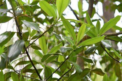 Myrsine juergensenii, photographed by Neptalí Ramírez Marcial