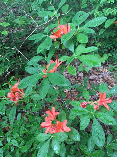 Rhododendron cumberlandense, photographed by Hill Craddock