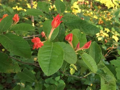 Rhododendron cumberlandense, photographed by Hill Craddock