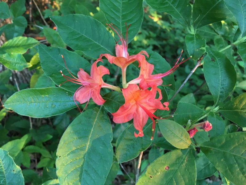 Rhododendron cumberlandense, photographed by Hill Craddock