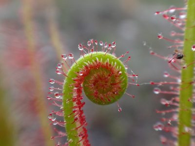 Drosera filiformis, photographed by Alie / C.A. Kratzer