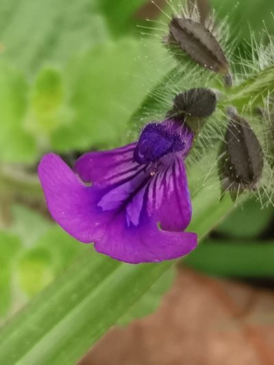 Salvia veronicifolia, photographed by Juan Carlos Pérez Magaña