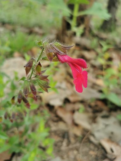 Salvia angustiarum, photographed by Juan Carlos Pérez Magaña