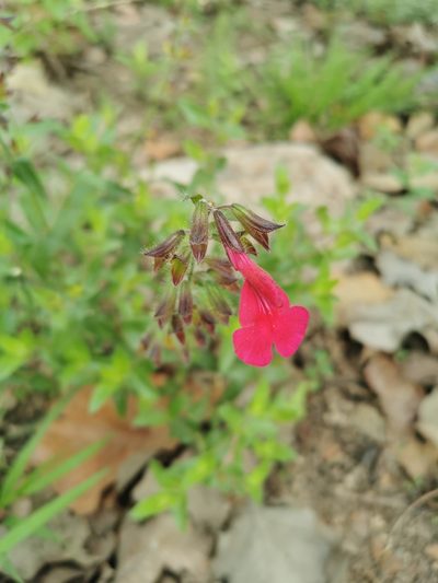 Salvia angustiarum, photographed by Juan Carlos Pérez Magaña