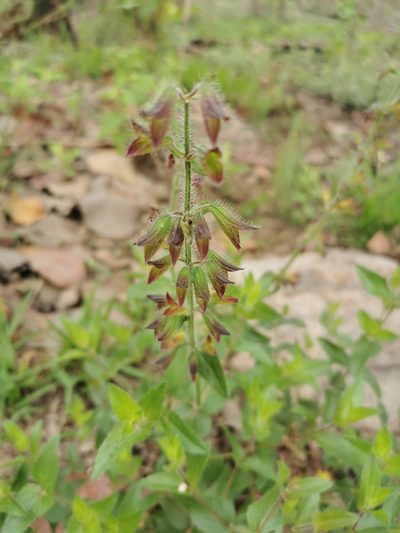 Salvia angustiarum, photographed by Juan Carlos Pérez Magaña