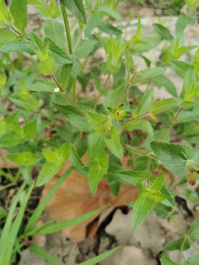 Salvia angustiarum, photographed by Juan Carlos Pérez Magaña
