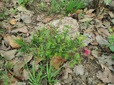 Salvia angustiarum, photographed by Juan Carlos Pérez Magaña