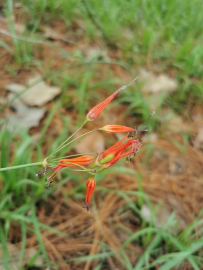 Bessera elegans, photographed by Juan Carlos Pérez Magaña
