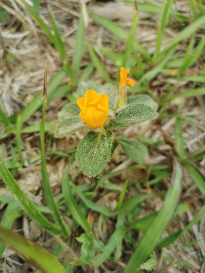 Turnera callosa, photographed by Juan Carlos Pérez Magaña