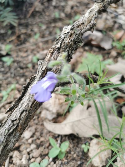 Salvia heterotricha, photographed by Juan Carlos Pérez Magaña