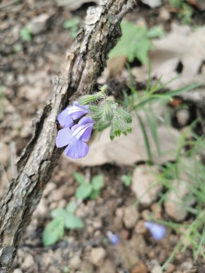 Salvia heterotricha, photographed by Juan Carlos Pérez Magaña