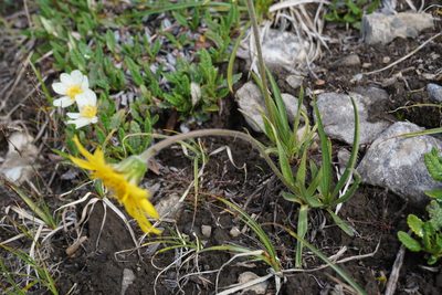Arnica angustifolia, photographed by Spencer Quayle