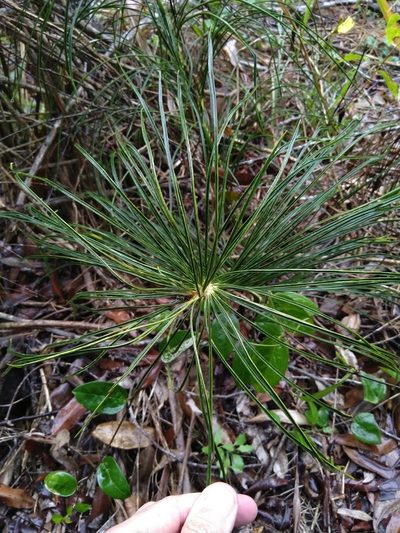 Macrozamia pauli-guilielmi, photographed by Tony van Kampen