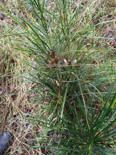 Macrozamia pauli-guilielmi, photographed by Tony van Kampen
