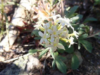 Valeriana columbiana, photographed by John Brew