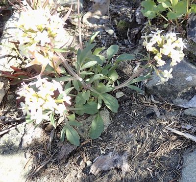 Valeriana columbiana, photographed by John Brew