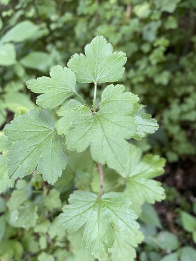 Ribes rotundifolium, photographed by Bonnie Semmling