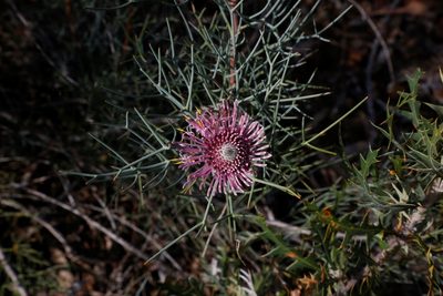 Isopogon divergens, photographed by Margaret Langley
