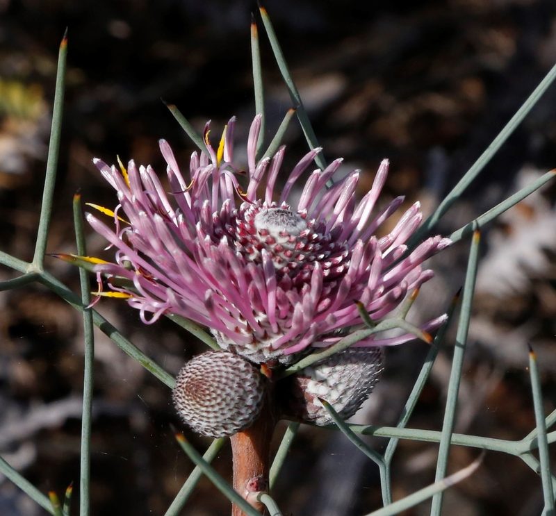 Isopogon divergens, photographed by Margaret Langley