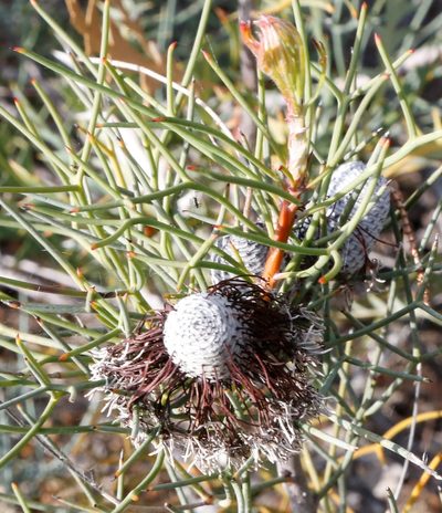Isopogon divergens, photographed by Margaret Langley