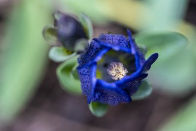 Gentiana sceptrum, photographed by Karen and Mike