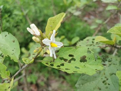 Solanum ferrugineum, photographed by Juan Carlos Pérez Magaña