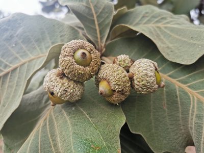 Quercus resinosa, photographed by Juan Carlos Pérez Magaña