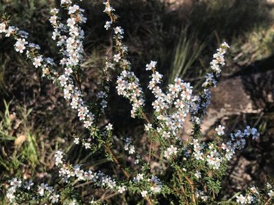 Taxandria parviceps, photographed by Ann Bentley