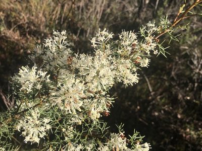 Hakea lissocarpha, photographed by Ann Bentley