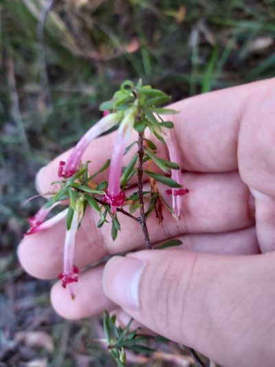 Styphelia tubiflora, photographed by Tim