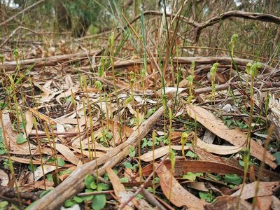 Pterostylis concinna, photographed by Richard Dimon