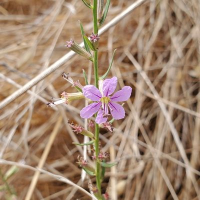 Lythrum californicum, photographed by Dan Horowitz