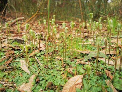 Pterostylis concinna, photographed by Richard Dimon