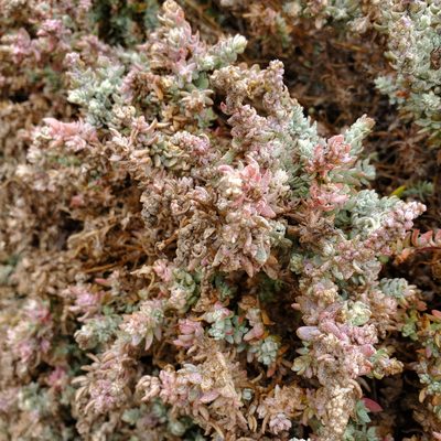 Extriplex californica, photographed by Dan Horowitz