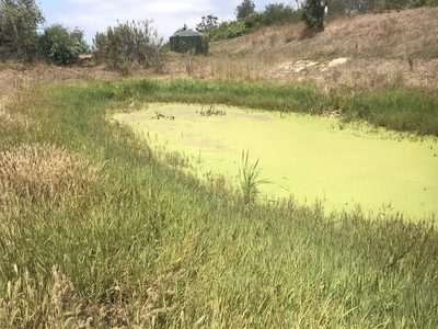 Paspalum distichum, photographed by Adam J. Searcy