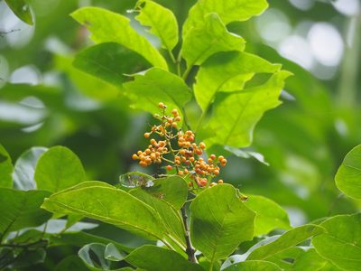 Ehretia acuminata, photographed by 葉子