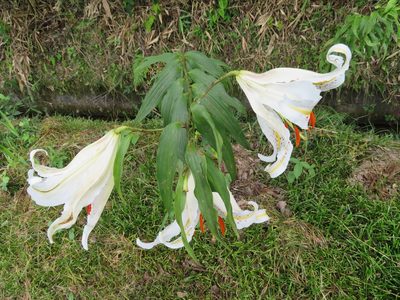 Lilium auratum, photographed by Marco Mussita