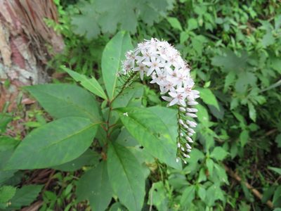 Lysimachia clethroides, photographed by Marco Mussita