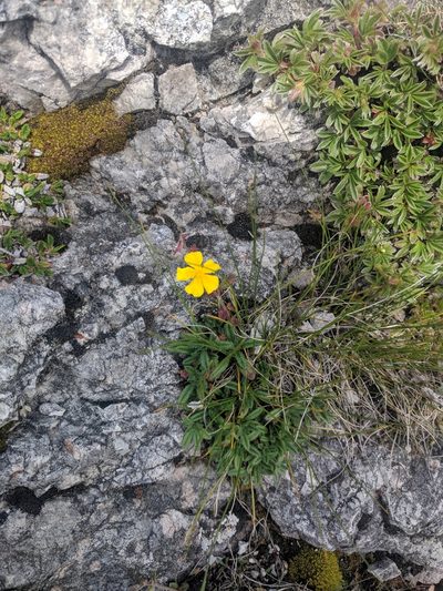 Helianthemum oelandicum, photographed by Katrin Ellmaier