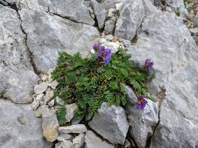 Oxytropis montana, photographed by Katrin Ellmaier