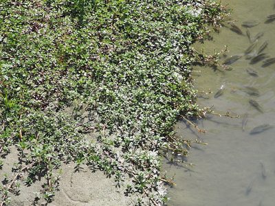 Ludwigia adscendens, photographed by 葉子