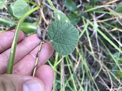 Rhynchosia americana, photographed by Cody Stricker