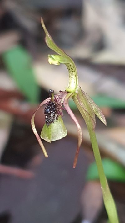 Chiloglottis seminuda, photographed by Andrew Orme