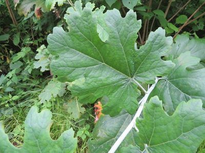 Macleaya cordata, photographed by Marco Mussita
