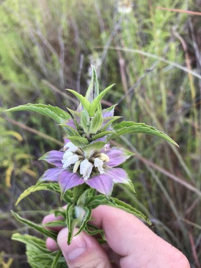 Monarda maritima, photographed by Cody Stricker
