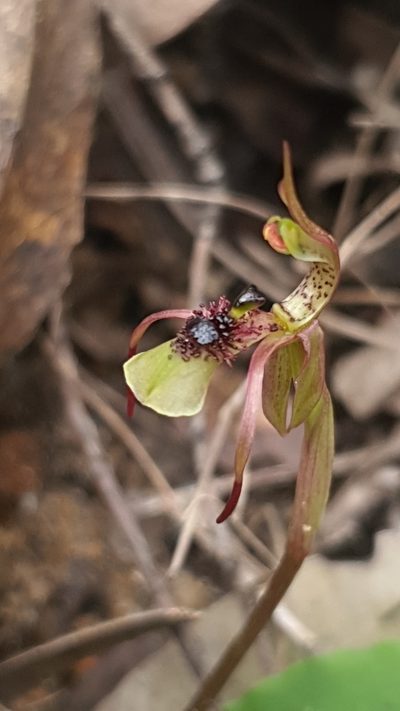 Chiloglottis seminuda, photographed by Andrew Orme