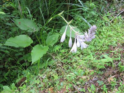 Hosta sieboldiana, photographed by Marco Mussita
