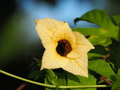 Momordica cochinchinensis, photographed by 葉子