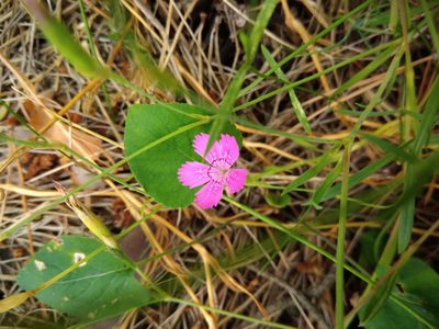 Dianthus campestris, photographed by Valerii Darmostuk